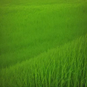 Vibrant Summer Field with Lush Green Grass