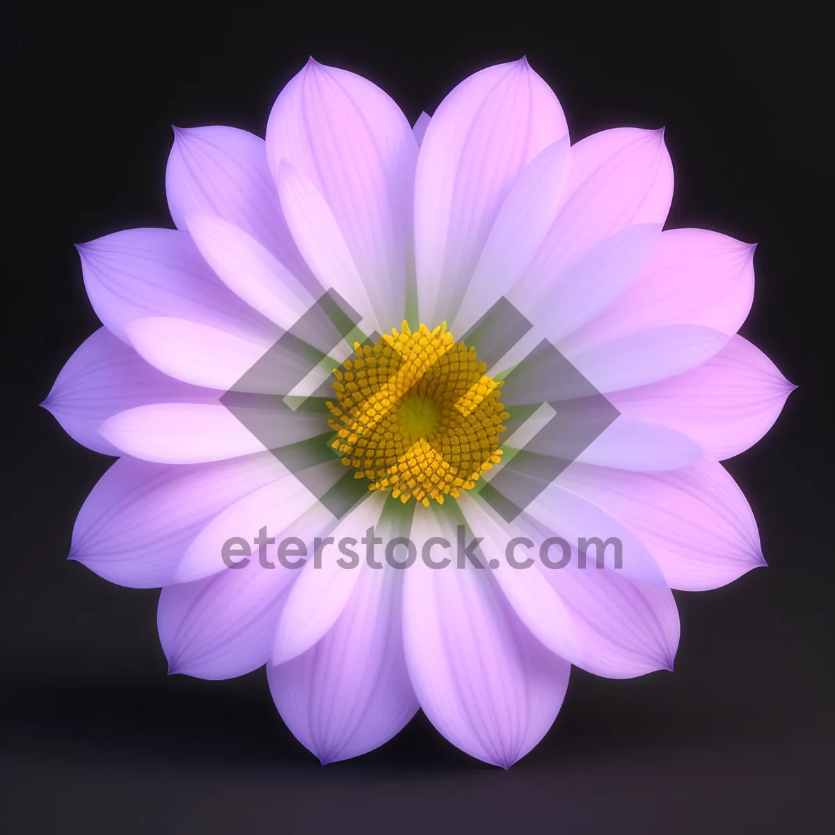 Picture of Pink Daisy Blossom in Full Bloom