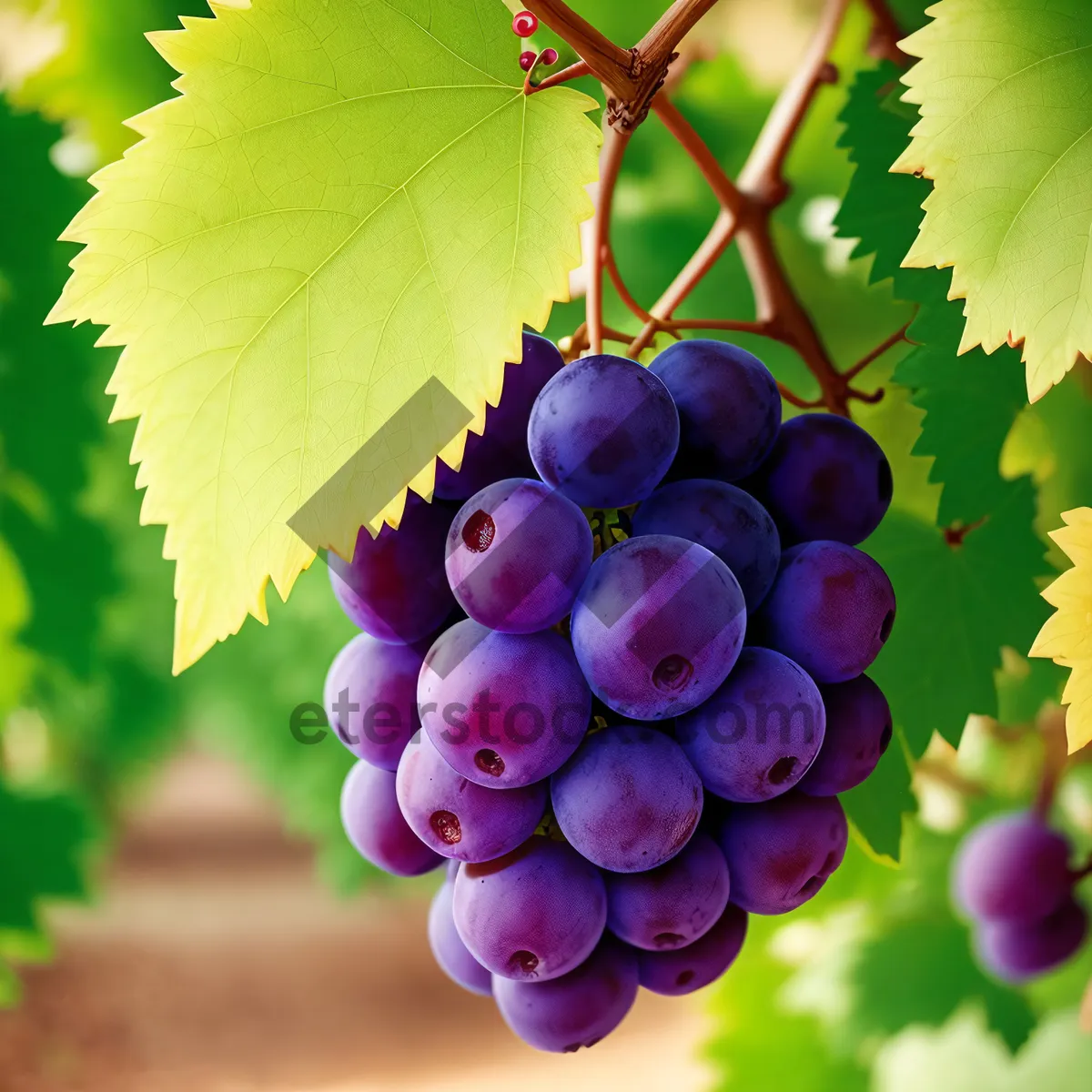 Picture of Autumn Harvest: Juicy, ripe grapes from the vineyard