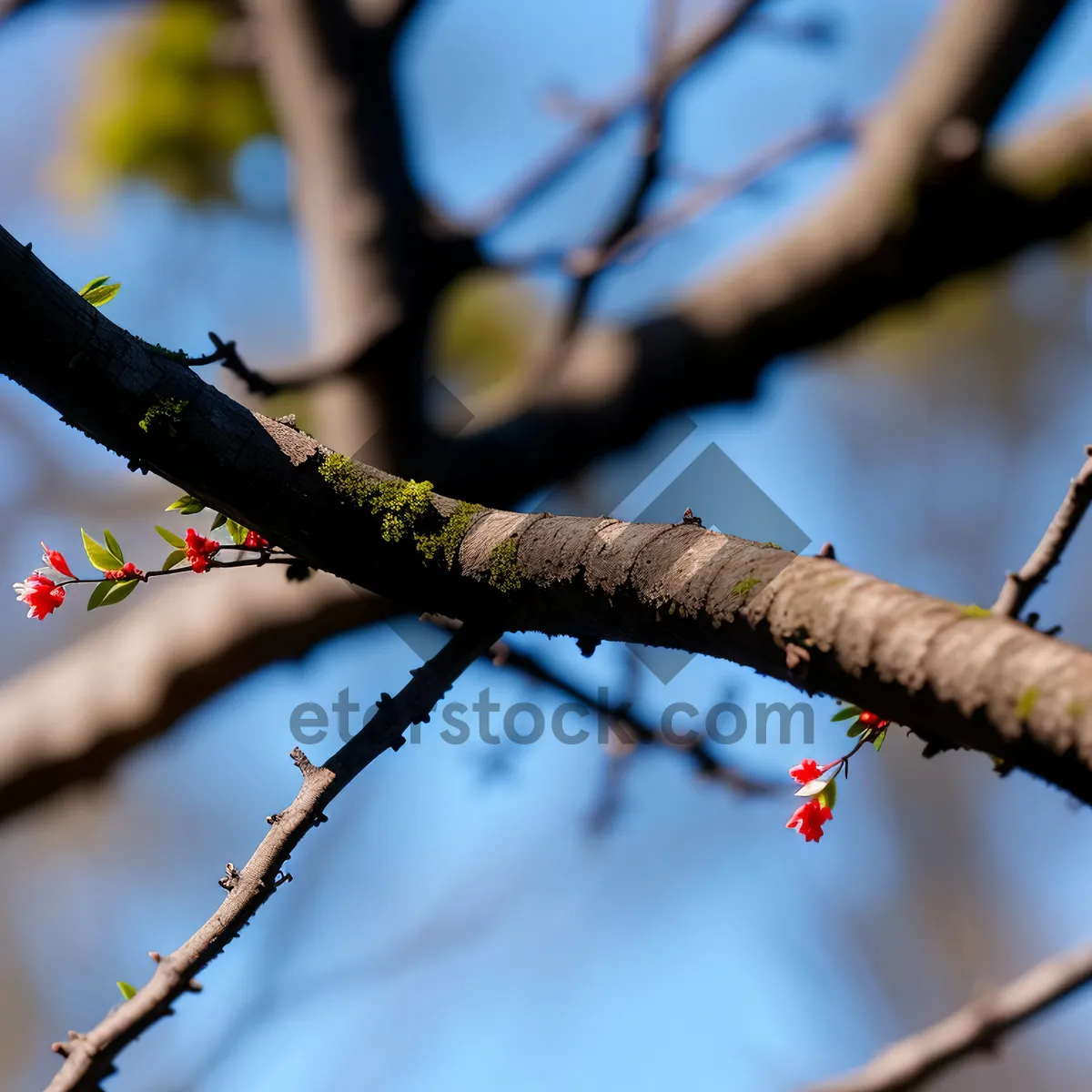 Picture of Birch Tree Branch in Autumn Forest