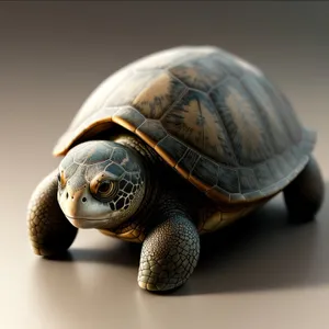Slow and Steady Terrapin in its Shell
