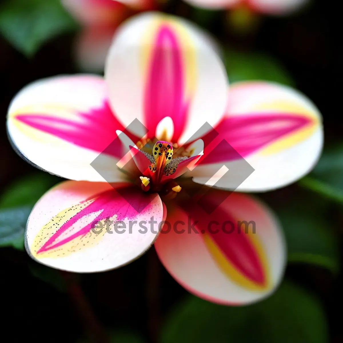 Picture of Periwinkle Lotus Blooming in Water