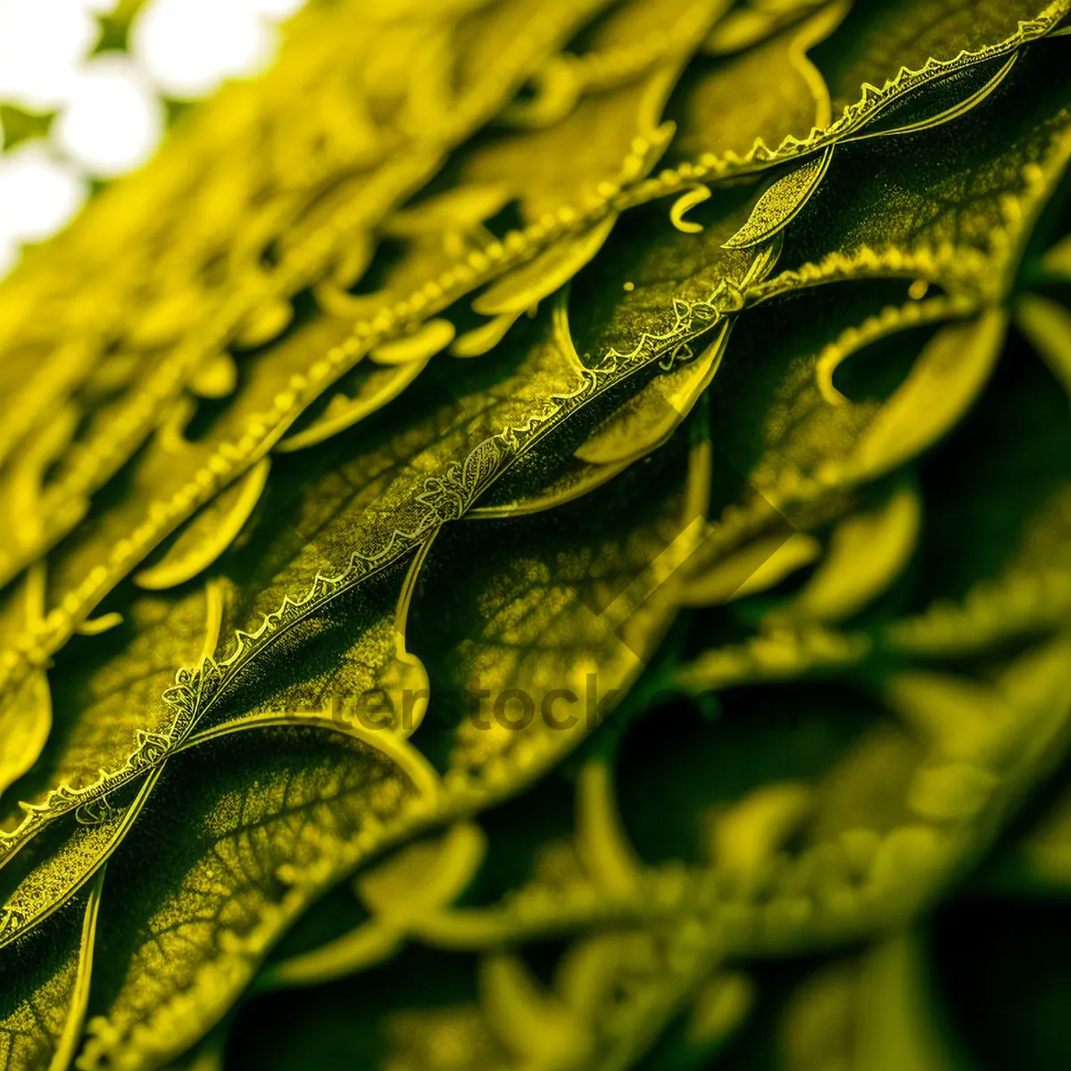 Picture of Savoy Cabbage: Leafy Shrub with Textured Leaves