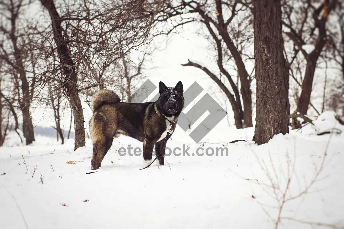 Picture of Winter park landscape with snowy forest and hunting dog