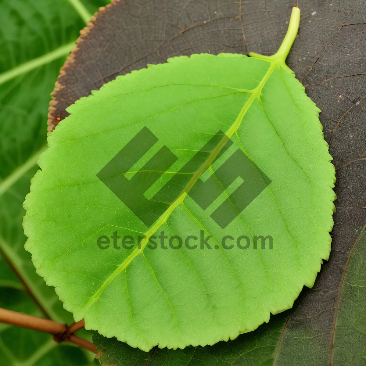 Picture of Fresh Leafy Foliage in Vibrant Forest