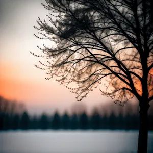 Silhouette of Winter Forest at Sunset