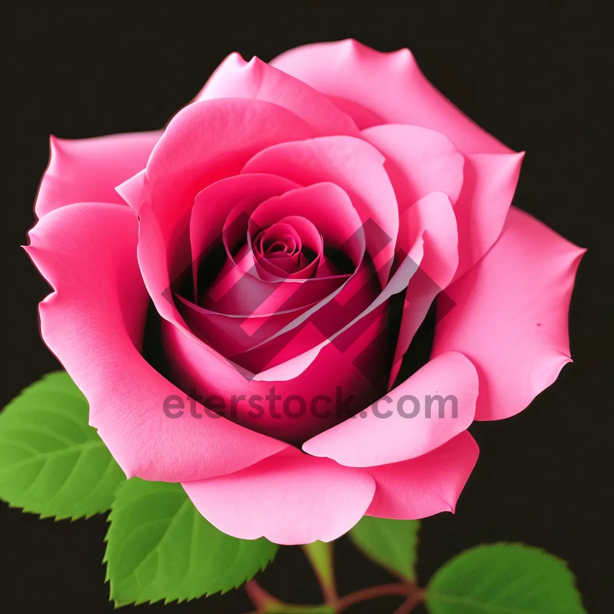 Picture of Romantic Pink Rose Blossom in a Summer Garden