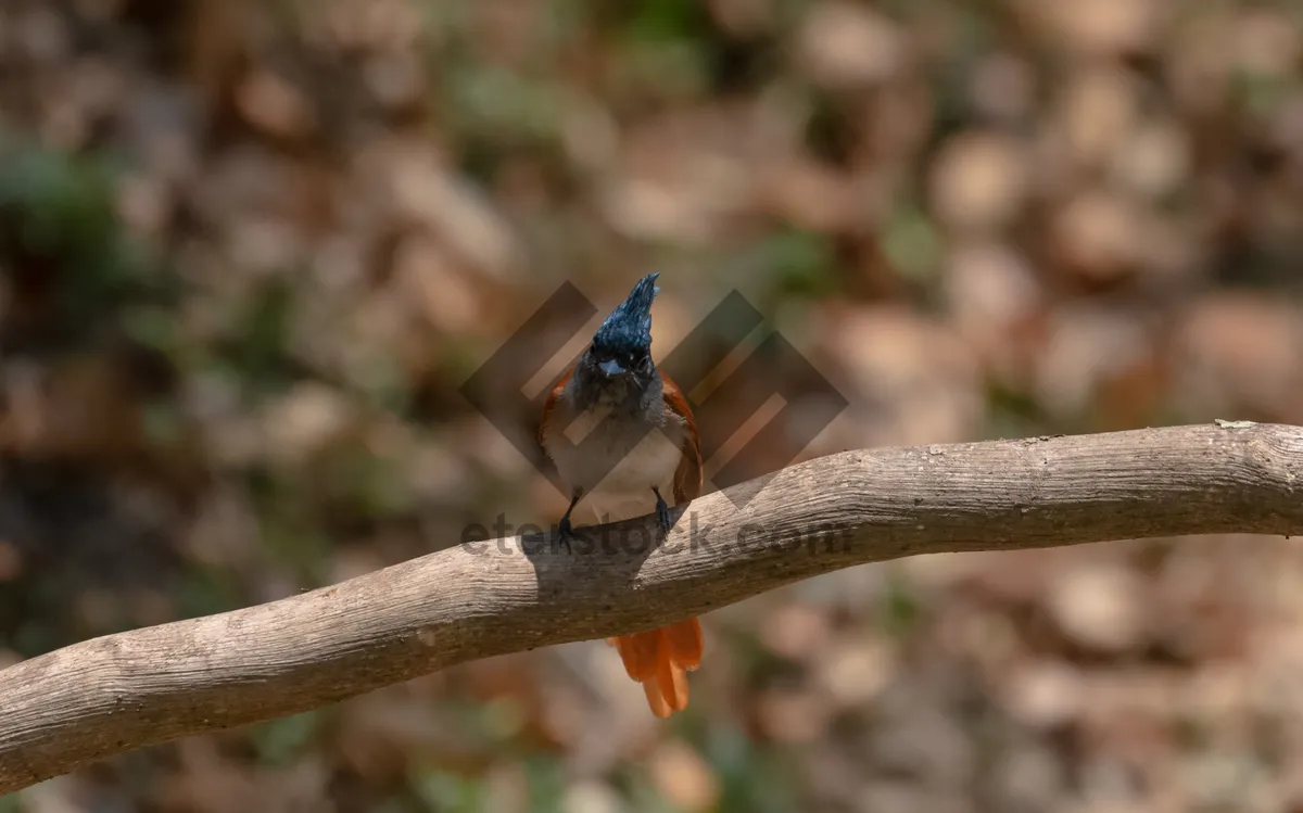 Picture of Spring bird resting on tree branch with feathers