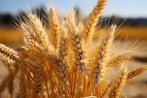 Golden wheat field under blue autumn sky.