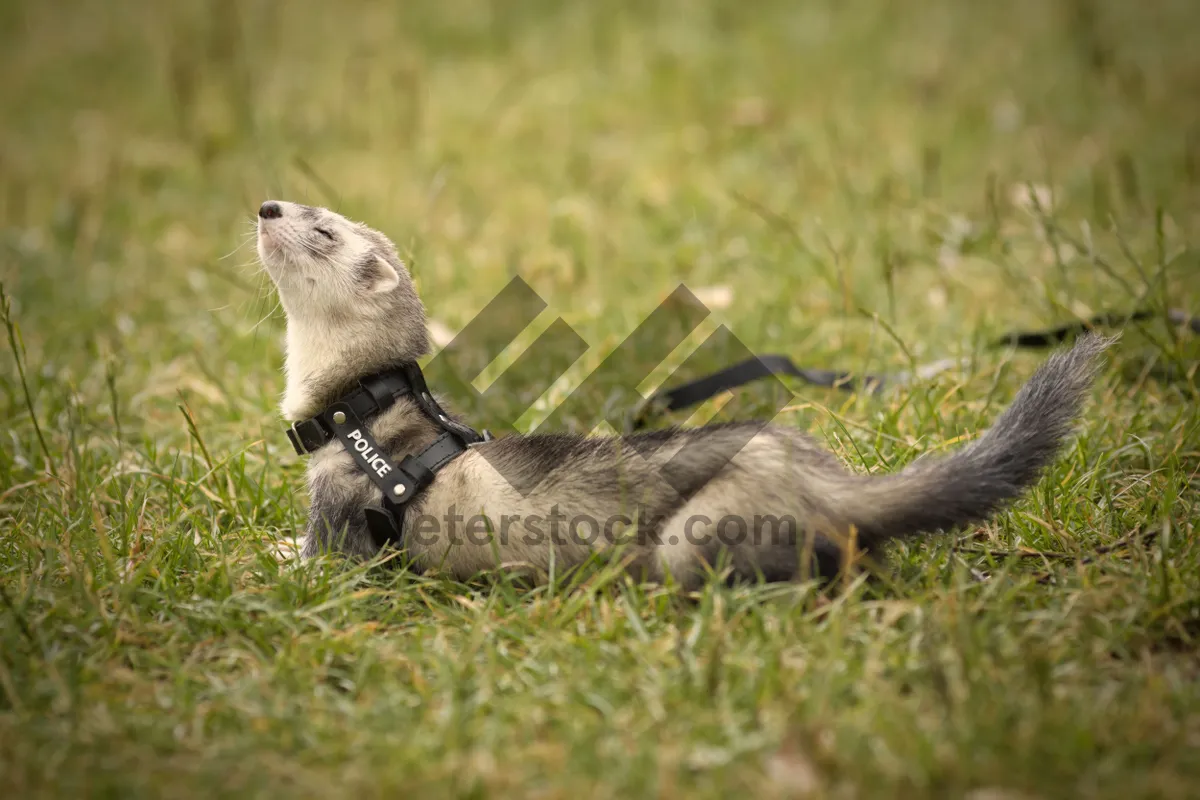 Picture of Cute Brown Polecat Peeking Out of Burrow