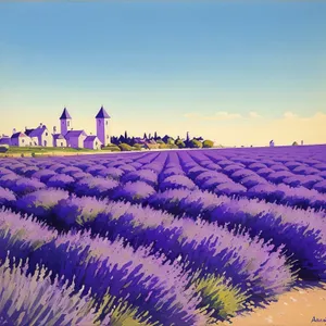 Serenity in Lavender: A Majestic Field of Purple Blooms