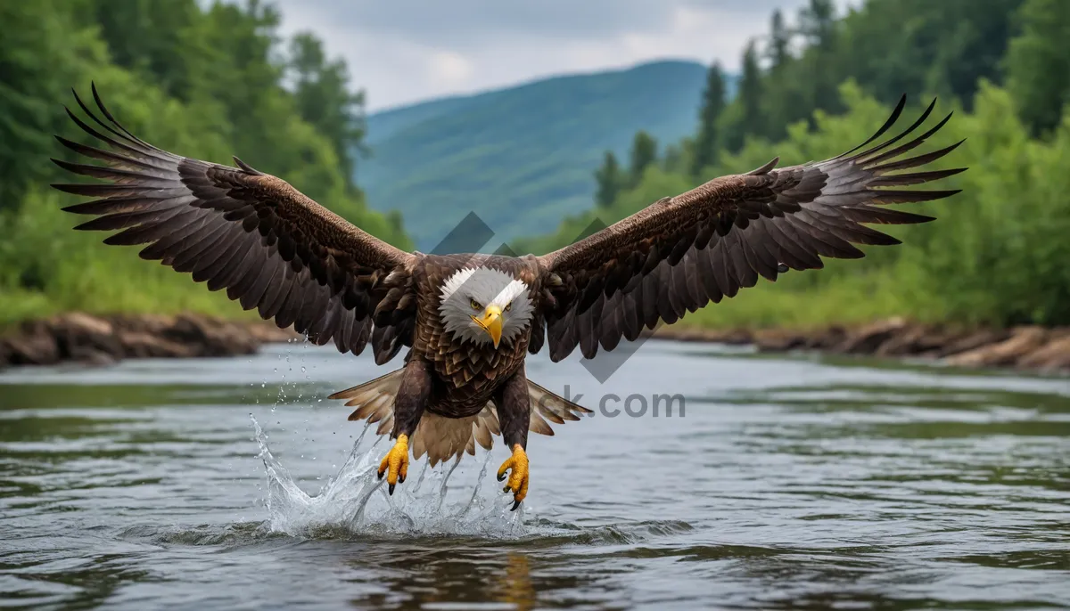 Picture of Majestic bald eagle soaring with outstretched wings.