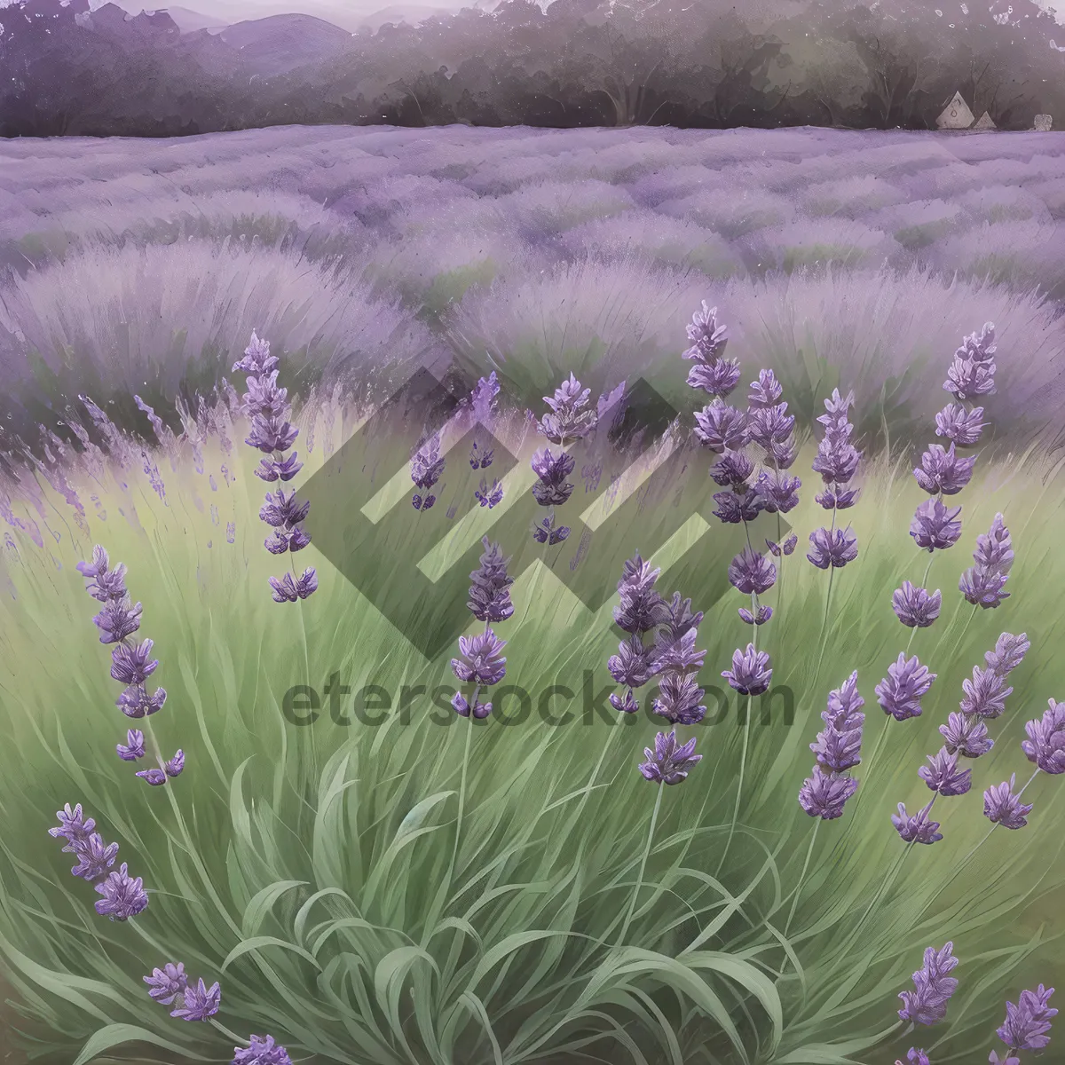 Picture of Lavender Blooms in Rural Meadow