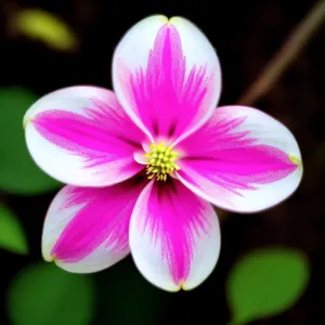 Pink Blossoming Petals in Vibrant Garden