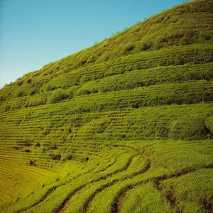 Idyllic Highland Tea Plantation amidst Rolling Countryside