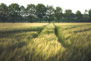 Sunlit Rice Field in Autumn Landscape