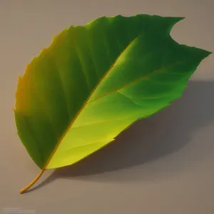 Vibrant Spring Foliage: Banana Leaf in Natural Environment