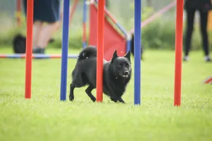 Dog is running slalom on his agility training on agility summer camp czech agility slalom.