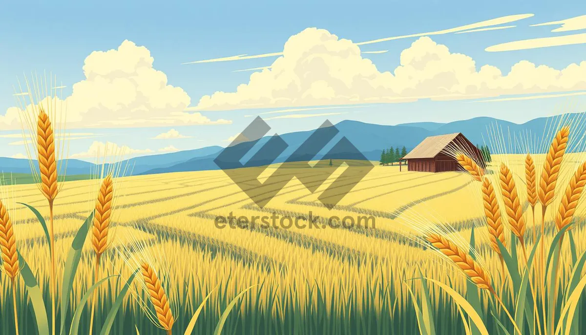 Picture of Sunny Cereal Field Landscape Under Blue Sky