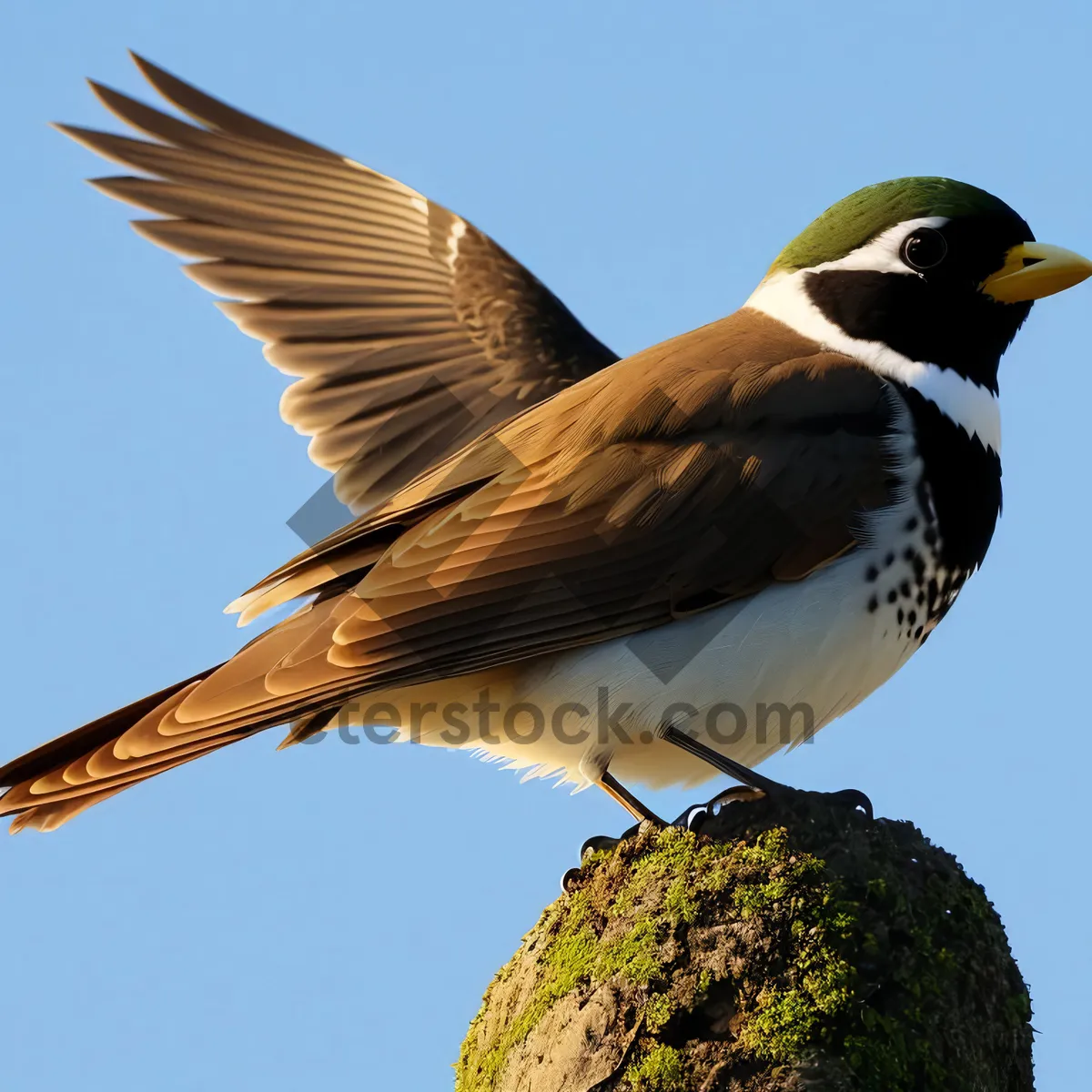 Picture of Lively Starling with Beautiful Feathers and Vibrant Wings