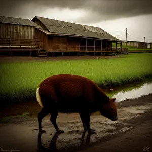 Rural Horse Grazing in Pasture with Brown Stallion