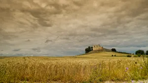 Golden Wheat Field Under Blue Sky