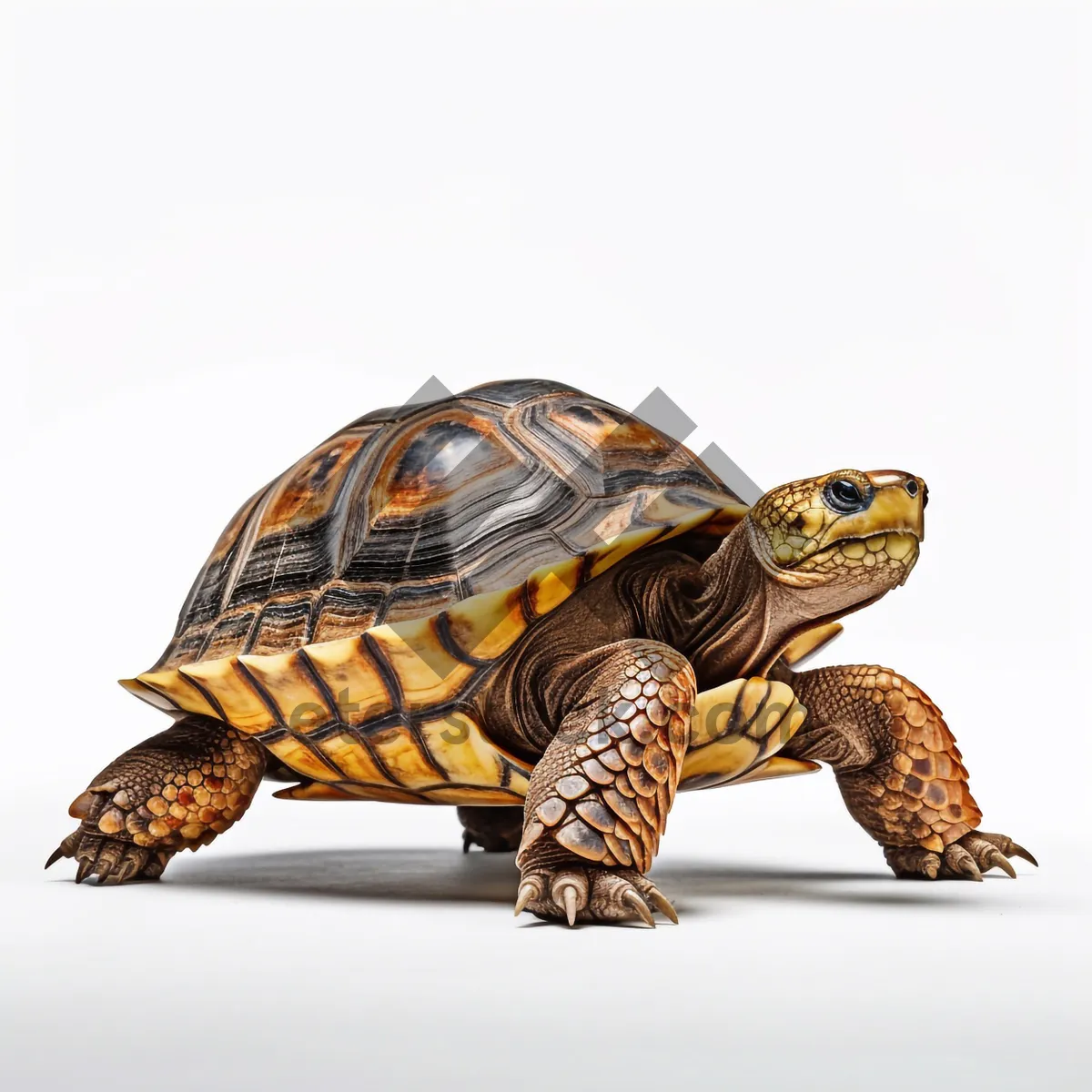 Picture of Desert Tortoise: Slow-moving Reptile Shell Protection in the Wild