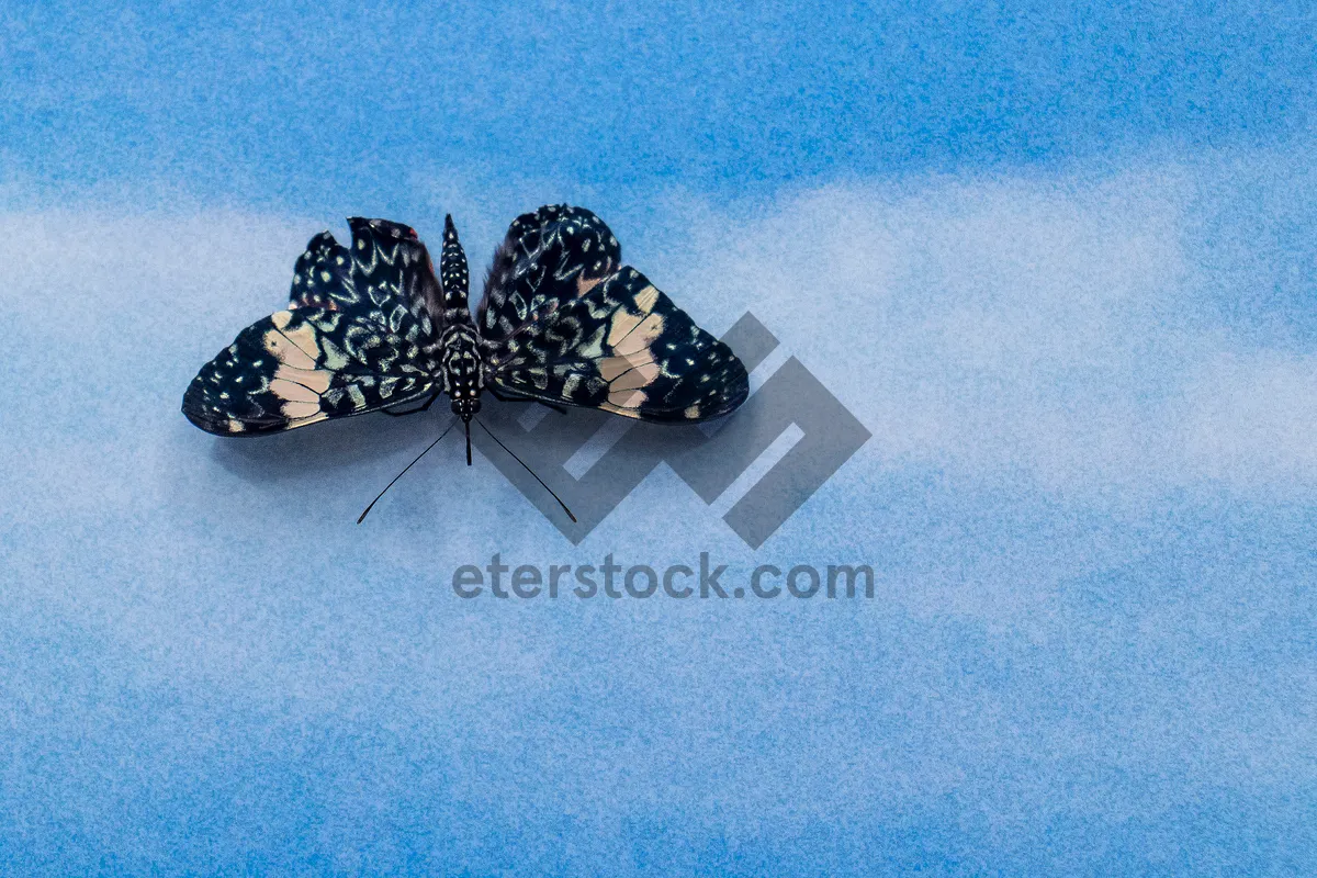 Picture of Monarch butterfly close-up: vibrant arthropod beauty.