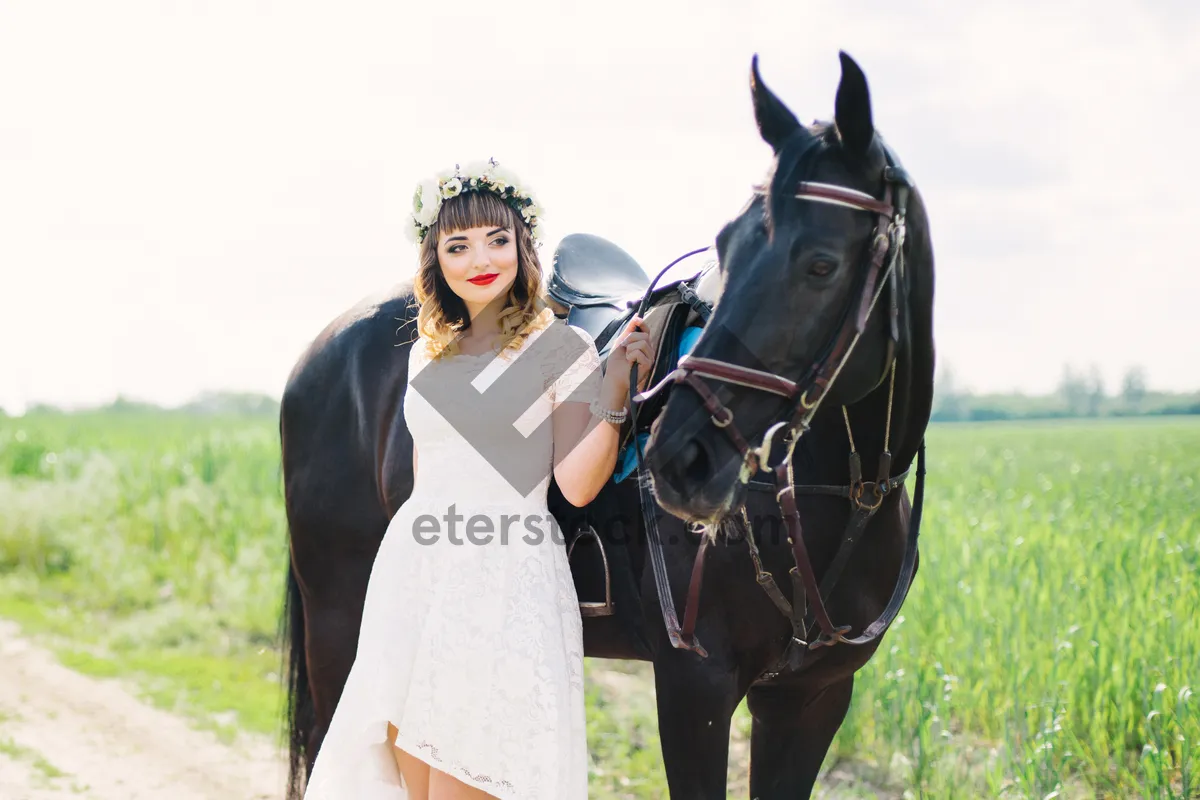 Picture of Brown horse portrait in equestrian costume outdoors