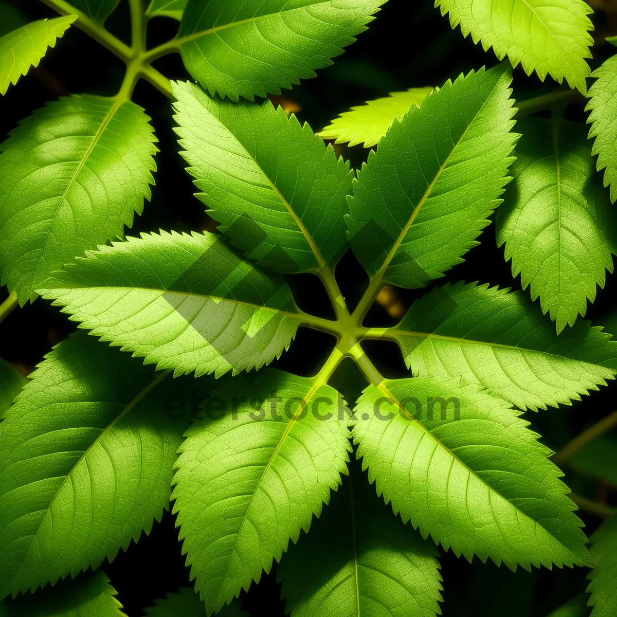 Picture of Lush Spring Forest Foliage, Vibrant and Growing.