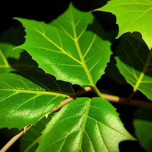 Colorful Maple Leaves in Lush Forest