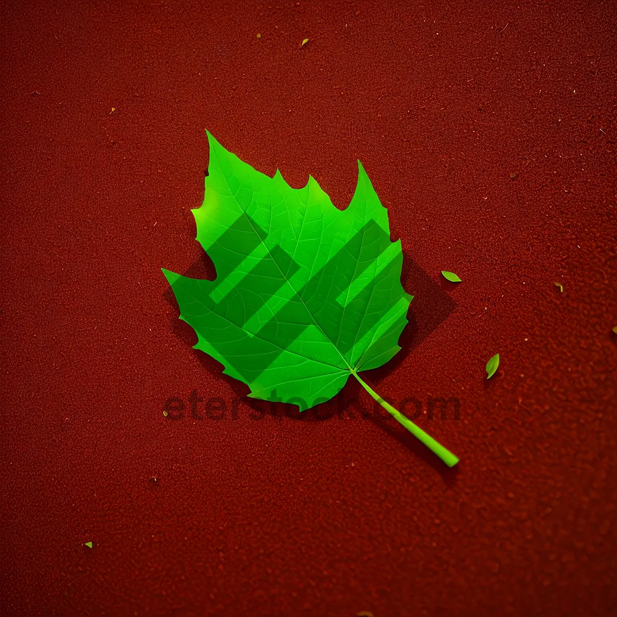 Picture of Fresh Spring Leaves on Clover Tree