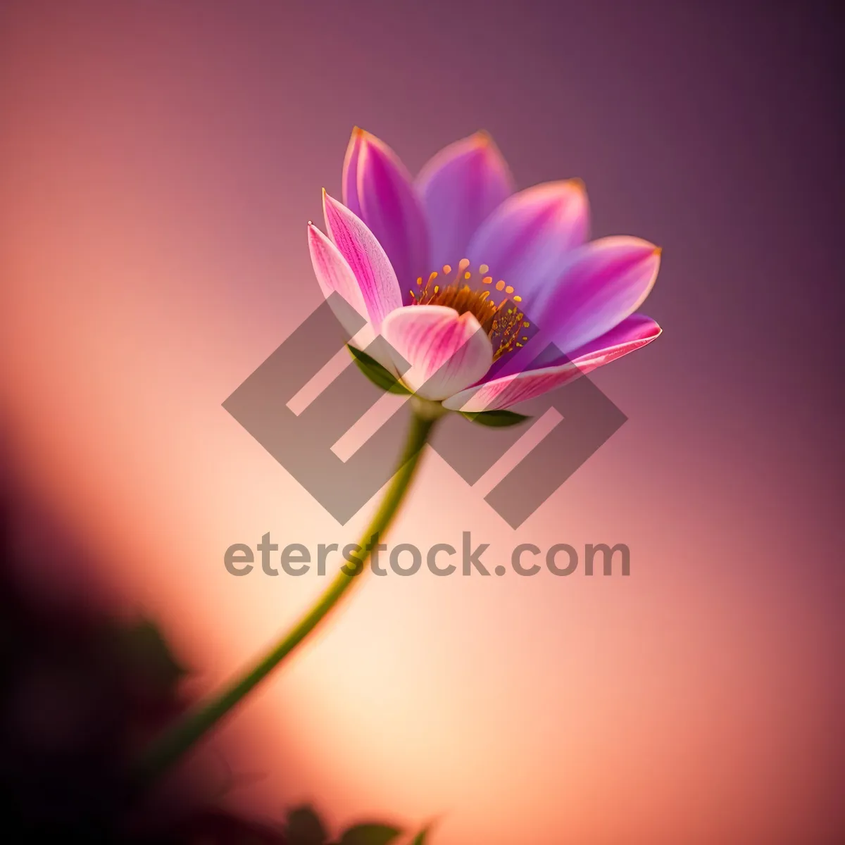 Picture of Purple Lotus Blossom in Full Bloom