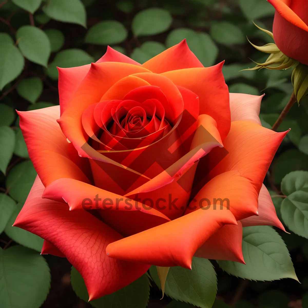 Picture of Floral Love: A Romantic Pink Rose Bouquet