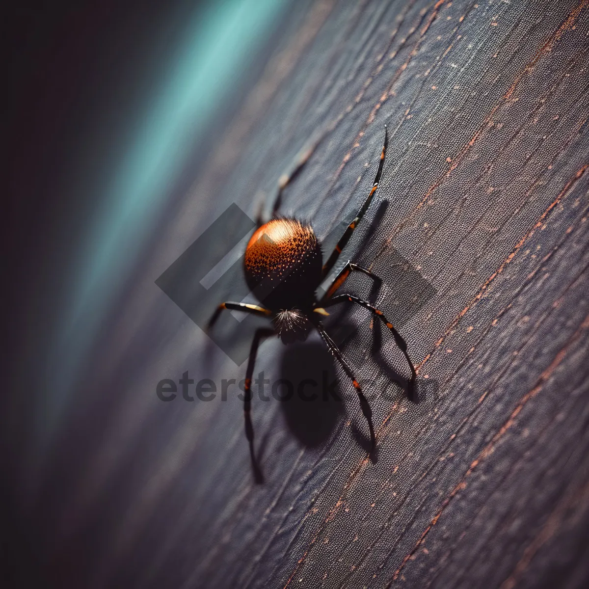 Picture of Barn Spider in Detailed Spider Web