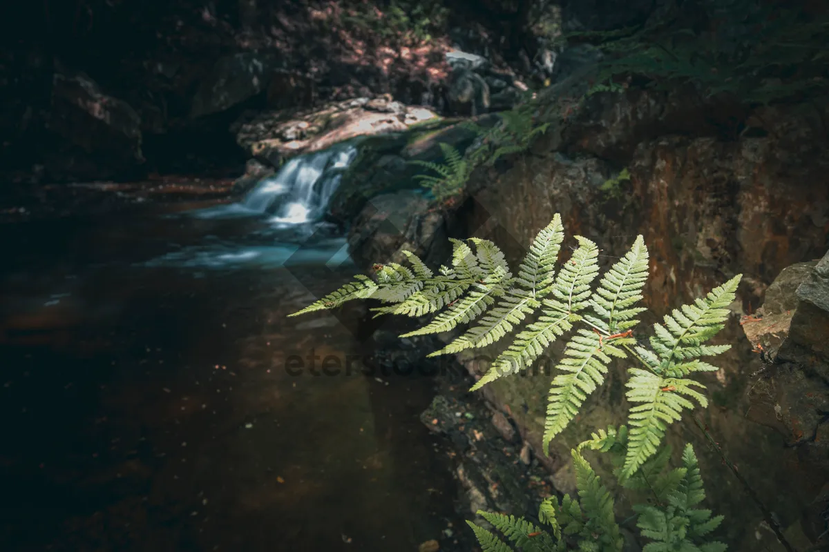 Picture of Tropical Rainforest River with Alligator and Ferns