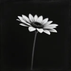 Bright Yellow Daisy Blossom in Garden