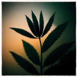 Evergreen Holiday Cannabis Tree