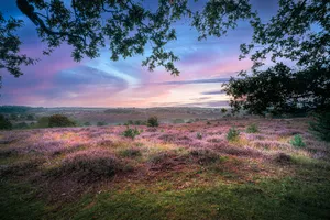 Rural Forest Landscape with Trees and Sky