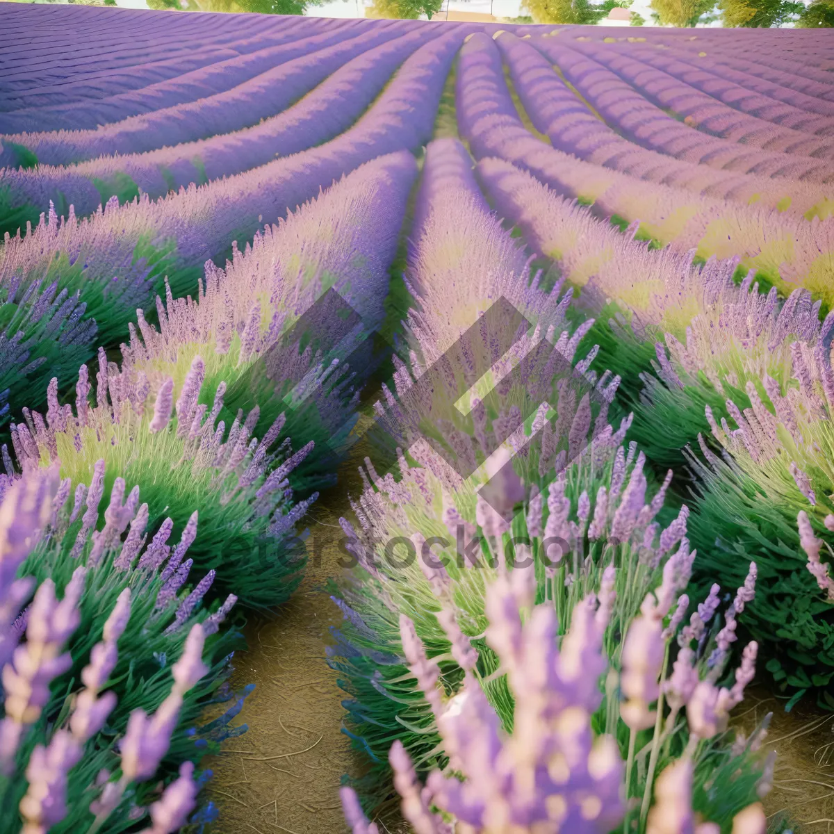 Picture of Colorful Lavender Flowers in a Purple Garden