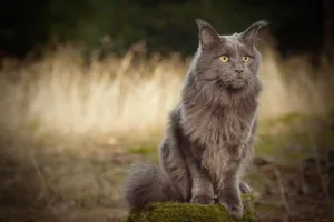 Fluffy gray tabby kitten with curious eyes