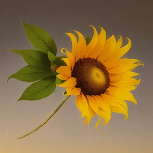 Vibrant Sunflower Blooming in the Summer Sun