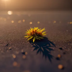 Bright Sunflower Blossom in Vibrant Summer Garden