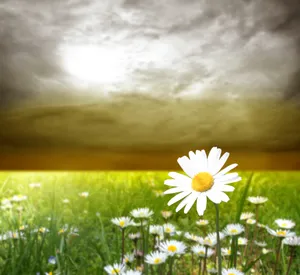 Bright Yellow Daisy Blooming in Sunny Meadow