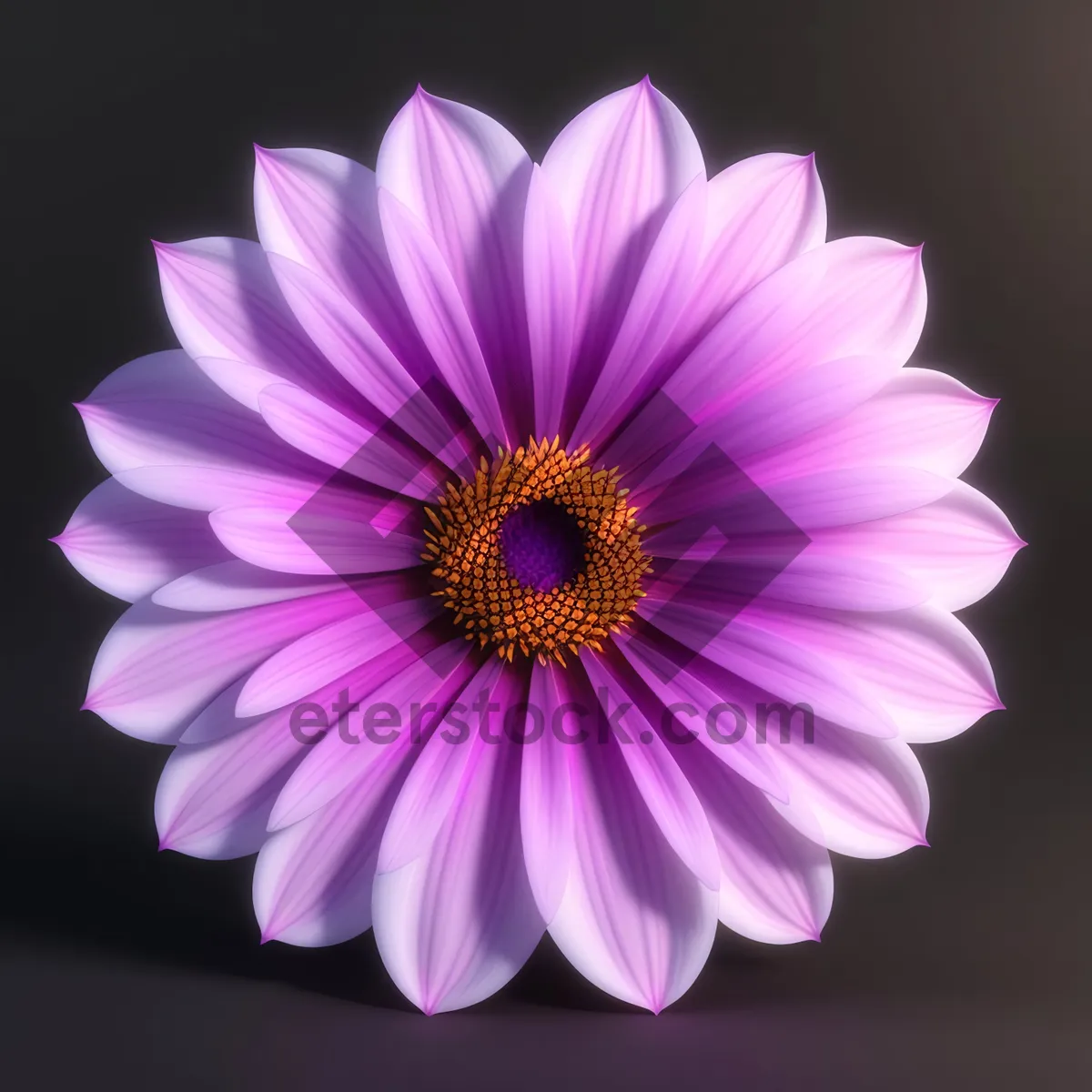 Picture of Bright Pink Daisy Blossom in Full Bloom