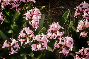 Blooming pink Rhododendron shrub in garden