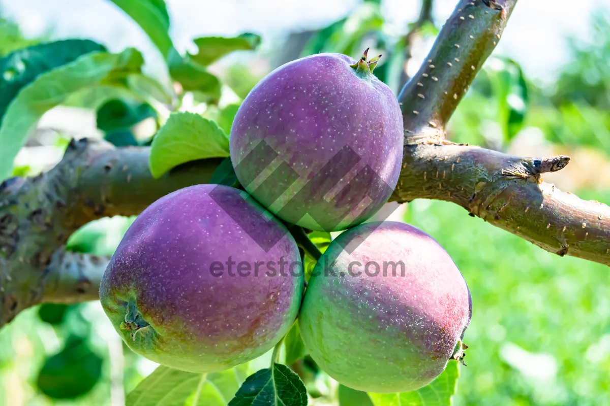 Picture of Fresh Apple Harvest in Organic Garden