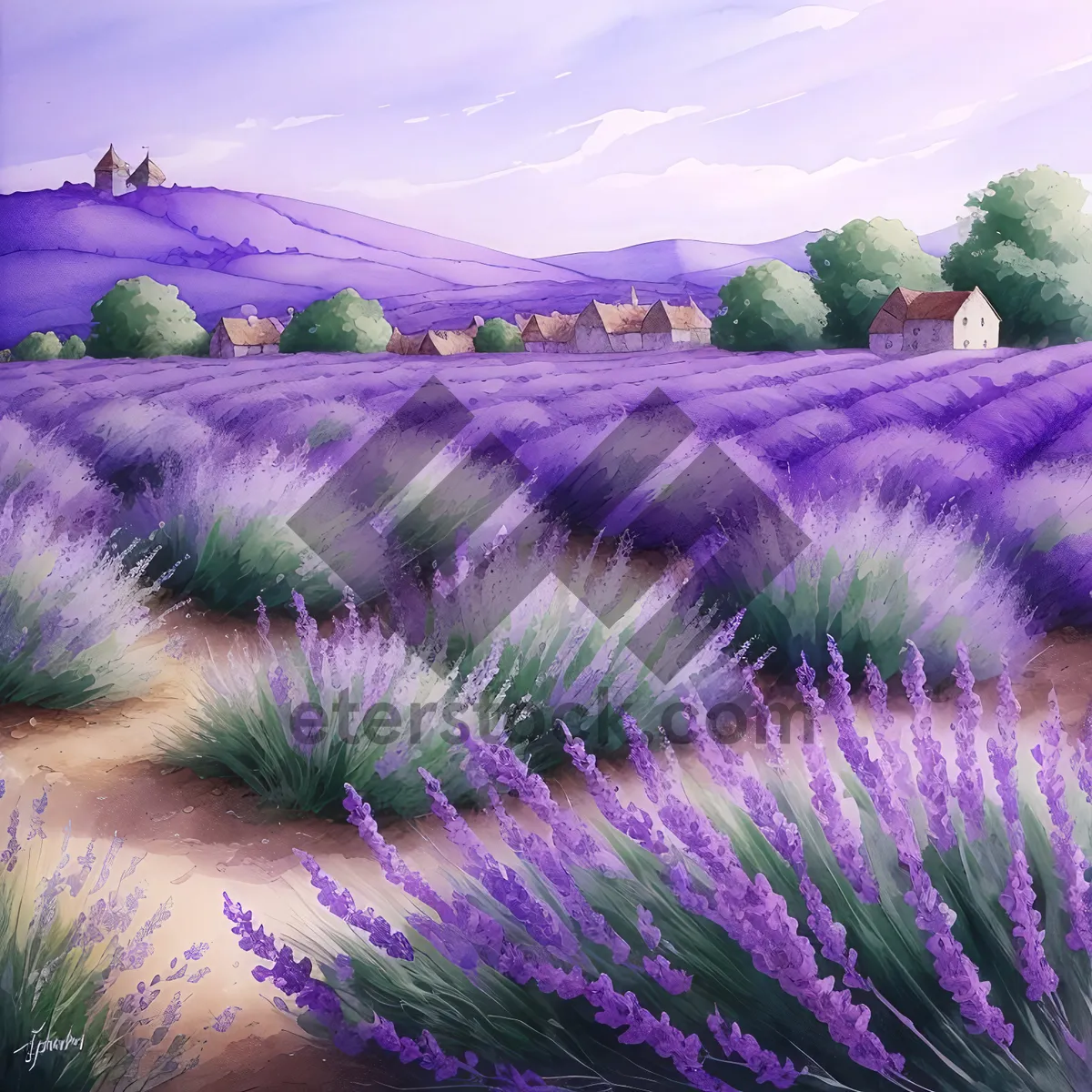 Picture of Lavender Field Blooming Under Colorful Sky