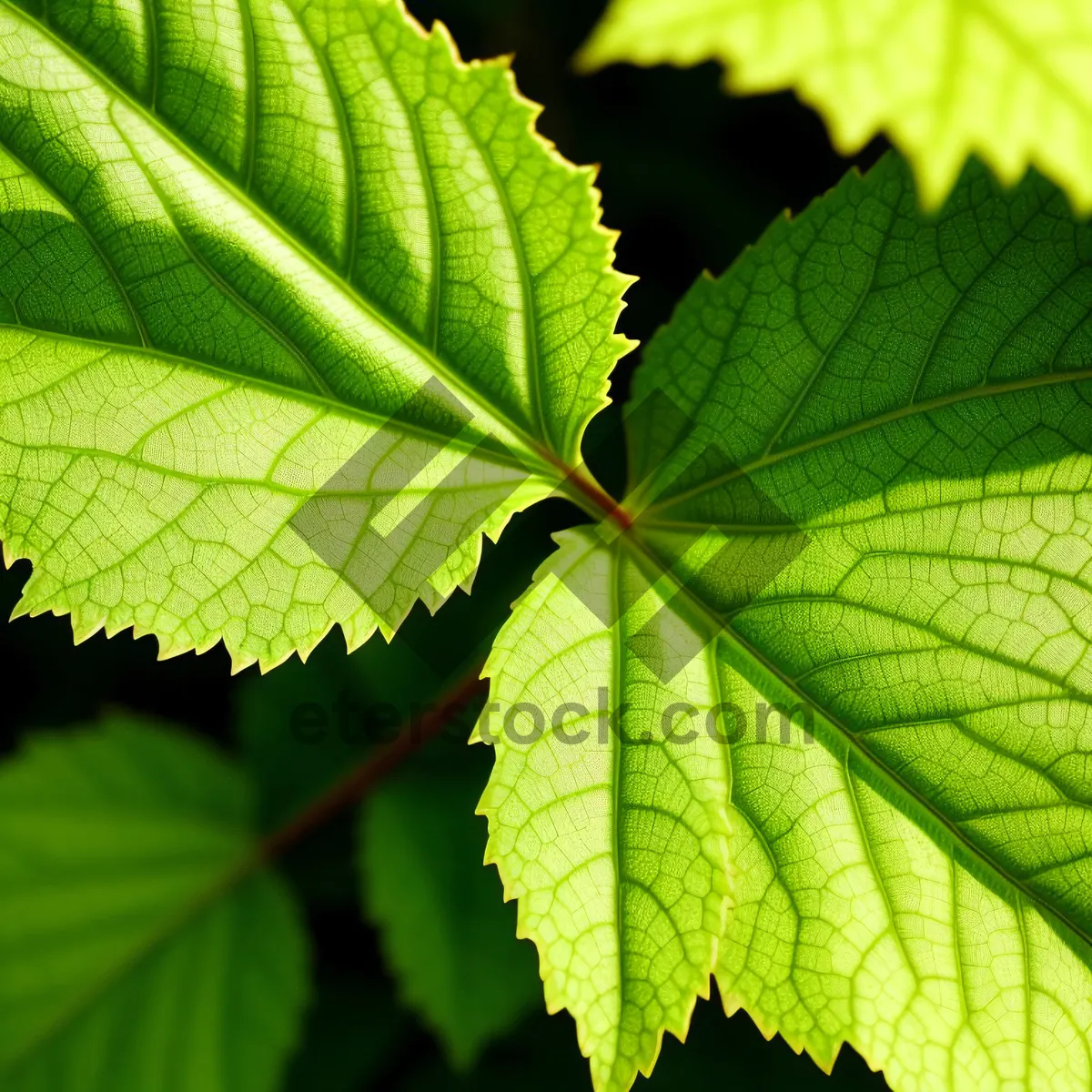 Picture of Vibrant Maple Leaf in a Lush Forest