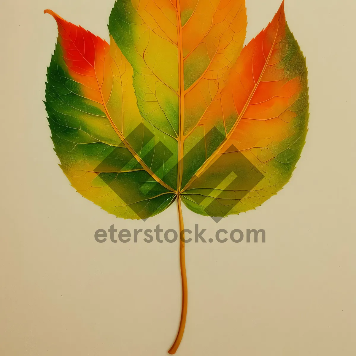 Picture of Vibrant Autumn Maple Leaf with Yellow and Orange Foliage